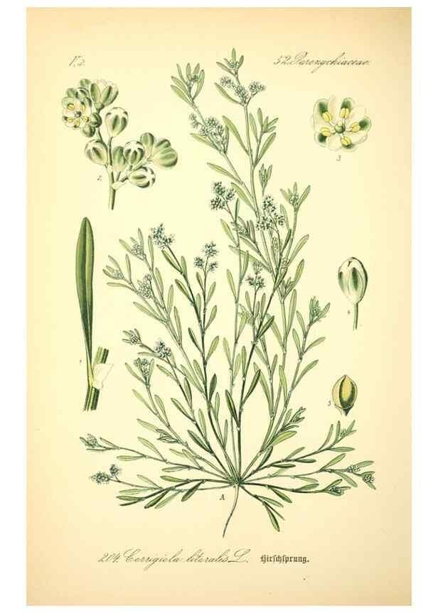 Reproducción/Reproduction 26858993800: Prof. Dr. Thomé's Flora von Deutschland, Österreich und der Schweiz, in Wort und Bild, für Schule und Haus ; mit ... Tafeln ... von Walter Müller.. Gera-Untermhaus :F.E. Köhler,1886-1934.