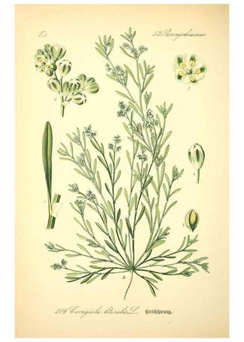 Reproducción/Reproduction 26858993800: Prof. Dr. Thomé's Flora von Deutschland, Österreich und der Schweiz, in Wort und Bild, für Schule und Haus ; mit ... Tafeln ... von Walter Müller.. Gera-Untermhaus :F.E. Köhler,1886-1934.