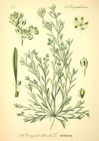 Reproducción/Reproduction 26858993800: Prof. Dr. Thomé's Flora von Deutschland, Österreich und der Schweiz, in Wort und Bild, für Schule und Haus ; mit ... Tafeln ... von Walter Müller.. Gera-Untermhaus :F.E. Köhler,1886-1934.