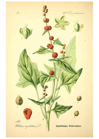 Reproducción/Reproduction 26858950430: Prof. Dr. Thomé's Flora von Deutschland, Österreich und der Schweiz, in Wort und Bild, für Schule und Haus ; mit ... Tafeln ... von Walter Müller.. Gera-Untermhaus :F.E. Köhler,1886-1934.