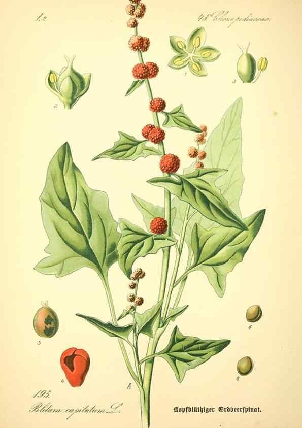 Reproducción/Reproduction 26858950430: Prof. Dr. Thomé's Flora von Deutschland, Österreich und der Schweiz, in Wort und Bild, für Schule und Haus ; mit ... Tafeln ... von Walter Müller.. Gera-Untermhaus :F.E. Köhler,1886-1934.