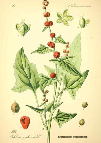 Reproducción/Reproduction 26858950430: Prof. Dr. Thomé's Flora von Deutschland, Österreich und der Schweiz, in Wort und Bild, für Schule und Haus ; mit ... Tafeln ... von Walter Müller.. Gera-Untermhaus :F.E. Köhler,1886-1934.