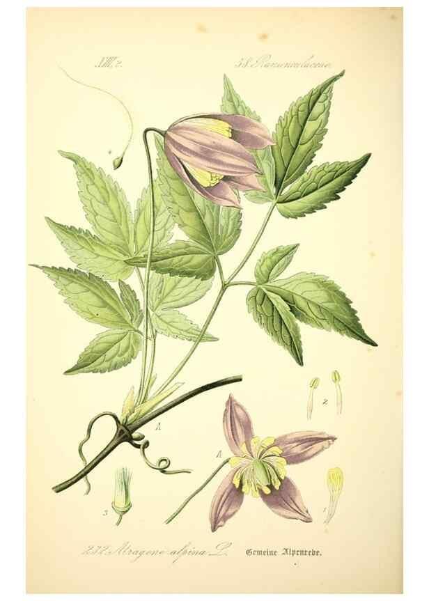 Reproducción/Reproduction 27065025371: Prof. Dr. Thomé's Flora von Deutschland, Österreich und der Schweiz, in Wort und Bild, für Schule und Haus ; mit ... Tafeln ... von Walter Müller.. Gera-Untermhaus :F.E. Köhler,1886-1934.