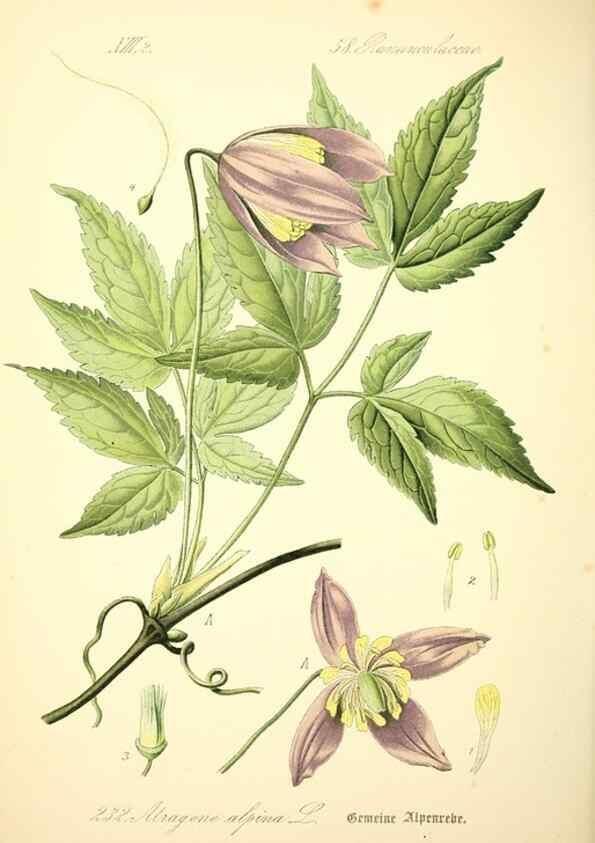 Reproducción/Reproduction 27065025371: Prof. Dr. Thomé's Flora von Deutschland, Österreich und der Schweiz, in Wort und Bild, für Schule und Haus ; mit ... Tafeln ... von Walter Müller.. Gera-Untermhaus :F.E. Köhler,1886-1934.