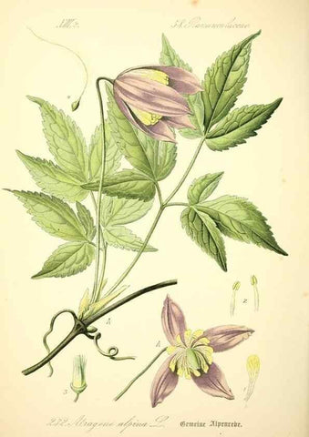 Reproducción/Reproduction 27065025371: Prof. Dr. Thomé's Flora von Deutschland, Österreich und der Schweiz, in Wort und Bild, für Schule und Haus ; mit ... Tafeln ... von Walter Müller.. Gera-Untermhaus :F.E. Köhler,1886-1934.
