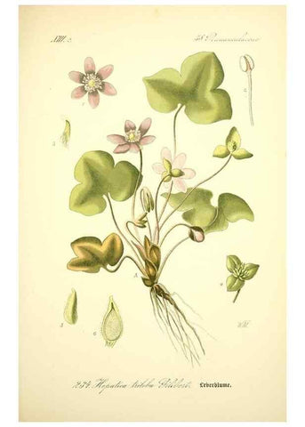 Reproducción/Reproduction 26527679714: Prof. Dr. Thomé's Flora von Deutschland, Österreich und der Schweiz, in Wort und Bild, für Schule und Haus ; mit ... Tafeln ... von Walter Müller.. Gera-Untermhaus :F.E. Köhler,1886-1934.