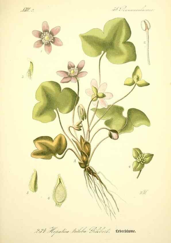 Reproducción/Reproduction 26527679714: Prof. Dr. Thomé's Flora von Deutschland, Österreich und der Schweiz, in Wort und Bild, für Schule und Haus ; mit ... Tafeln ... von Walter Müller.. Gera-Untermhaus :F.E. Köhler,1886-1934.