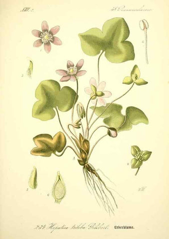 Reproducción/Reproduction 26527679714: Prof. Dr. Thomé's Flora von Deutschland, Österreich und der Schweiz, in Wort und Bild, für Schule und Haus ; mit ... Tafeln ... von Walter Müller.. Gera-Untermhaus :F.E. Köhler,1886-1934.