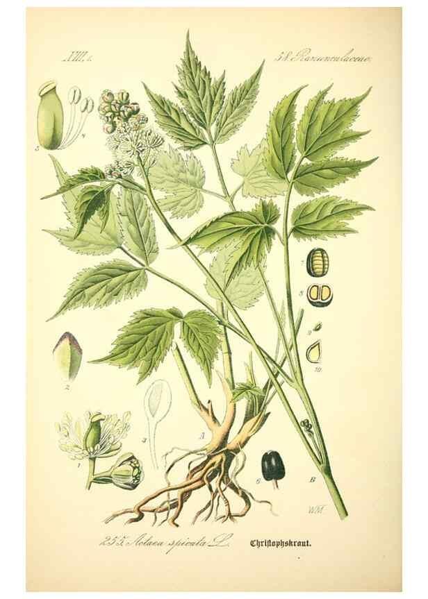 Reproducción/Reproduction 26527756254: Prof. Dr. Thomé's Flora von Deutschland, Österreich und der Schweiz, in Wort und Bild, für Schule und Haus ; mit ... Tafeln ... von Walter Müller.. Gera-Untermhaus :F.E. Köhler,1886-1934.