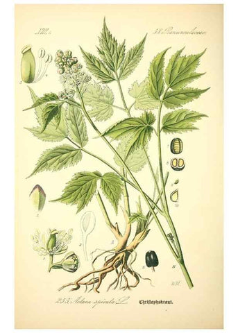 Reproducción/Reproduction 26527756254: Prof. Dr. Thomé's Flora von Deutschland, Österreich und der Schweiz, in Wort und Bild, für Schule und Haus ; mit ... Tafeln ... von Walter Müller.. Gera-Untermhaus :F.E. Köhler,1886-1934.