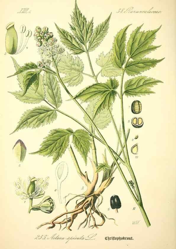 Reproducción/Reproduction 26527756254: Prof. Dr. Thomé's Flora von Deutschland, Österreich und der Schweiz, in Wort und Bild, für Schule und Haus ; mit ... Tafeln ... von Walter Müller.. Gera-Untermhaus :F.E. Köhler,1886-1934.