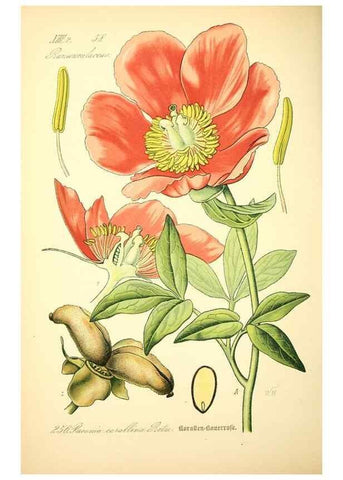 Reproducción/Reproduction 27133708285: Prof. Dr. Thomé's Flora von Deutschland, Österreich und der Schweiz, in Wort und Bild, für Schule und Haus ; mit ... Tafeln ... von Walter Müller.. Gera-Untermhaus :F.E. Köhler,1886-1934.