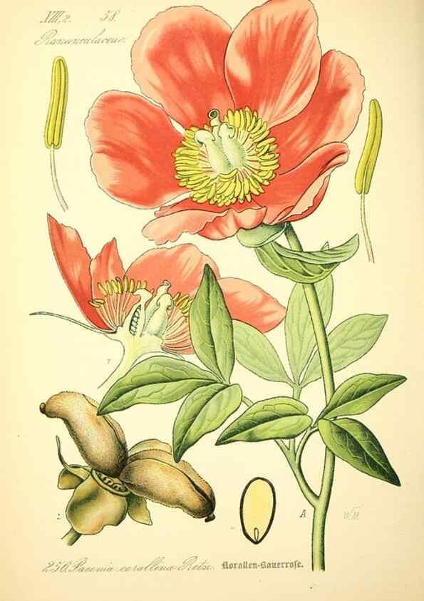 Reproducción/Reproduction 27133708285: Prof. Dr. Thomé's Flora von Deutschland, Österreich und der Schweiz, in Wort und Bild, für Schule und Haus ; mit ... Tafeln ... von Walter Müller.. Gera-Untermhaus :F.E. Köhler,1886-1934.
