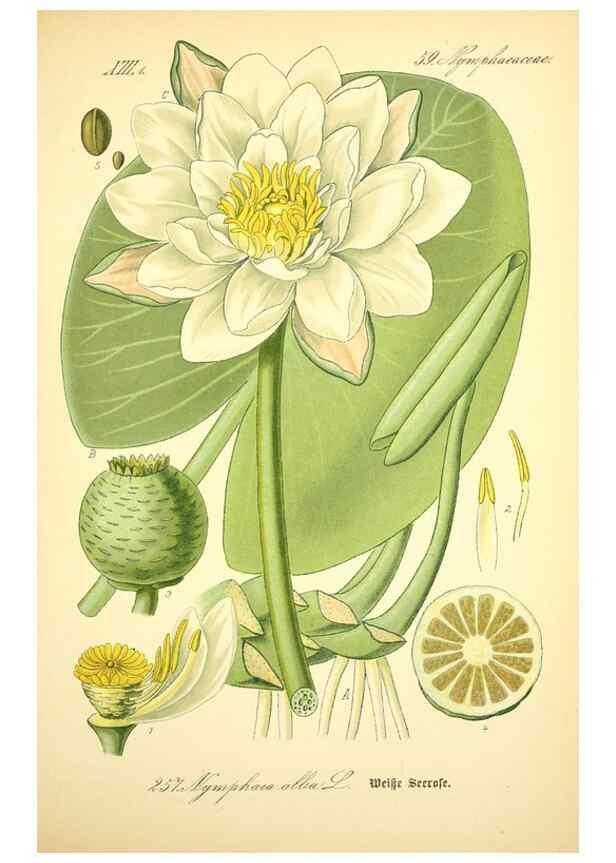 Reproducción/Reproduction 26527767744: Prof. Dr. Thomé's Flora von Deutschland, Österreich und der Schweiz, in Wort und Bild, für Schule und Haus ; mit ... Tafeln ... von Walter Müller.. Gera-Untermhaus :F.E. Köhler,1886-1934.