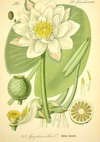 Reproducción/Reproduction 26527767744: Prof. Dr. Thomé's Flora von Deutschland, Österreich und der Schweiz, in Wort und Bild, für Schule und Haus ; mit ... Tafeln ... von Walter Müller.. Gera-Untermhaus :F.E. Köhler,1886-1934.