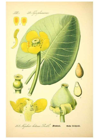 Reproducción/Reproduction 26529429273: Prof. Dr. Thomé's Flora von Deutschland, Österreich und der Schweiz, in Wort und Bild, für Schule und Haus ; mit ... Tafeln ... von Walter Müller.. Gera-Untermhaus :F.E. Köhler,1886-1934.