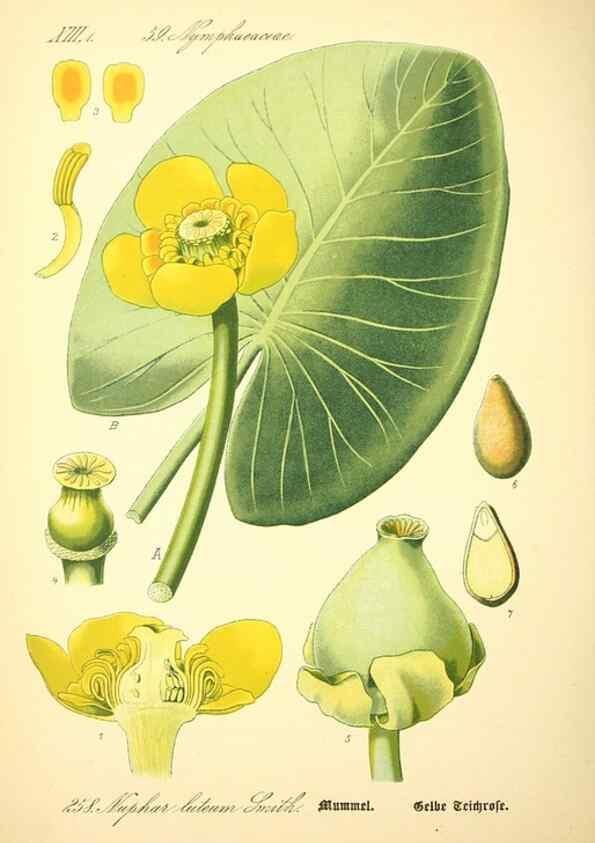 Reproducción/Reproduction 26529429273: Prof. Dr. Thomé's Flora von Deutschland, Österreich und der Schweiz, in Wort und Bild, für Schule und Haus ; mit ... Tafeln ... von Walter Müller.. Gera-Untermhaus :F.E. Köhler,1886-1934.