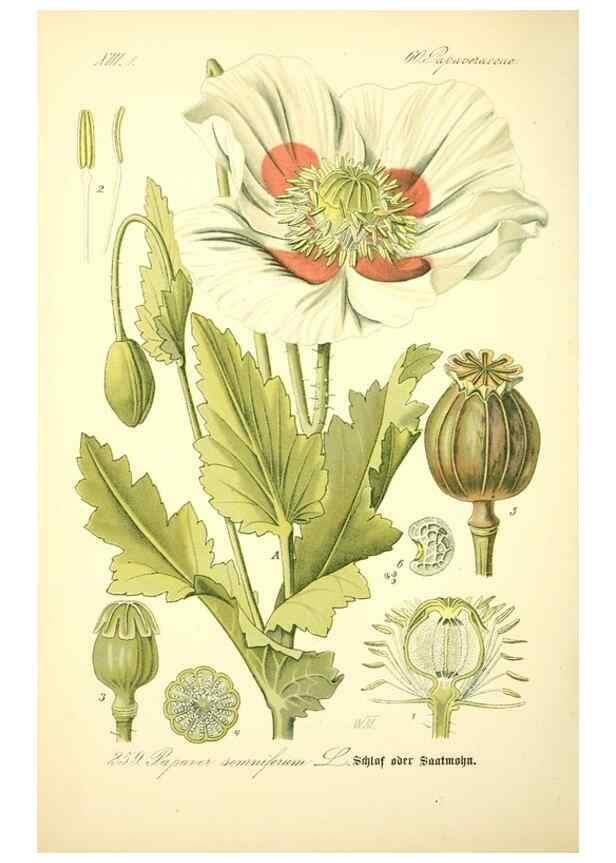 Reproducción/Reproduction 27038729052: Prof. Dr. Thomé's Flora von Deutschland, Österreich und der Schweiz, in Wort und Bild, für Schule und Haus ; mit ... Tafeln ... von Walter Müller.. Gera-Untermhaus :F.E. Köhler,1886-1934.