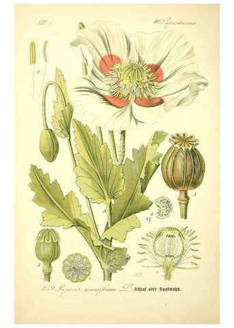 Reproducción/Reproduction 27038729052: Prof. Dr. Thomé's Flora von Deutschland, Österreich und der Schweiz, in Wort und Bild, für Schule und Haus ; mit ... Tafeln ... von Walter Müller.. Gera-Untermhaus :F.E. Köhler,1886-1934.