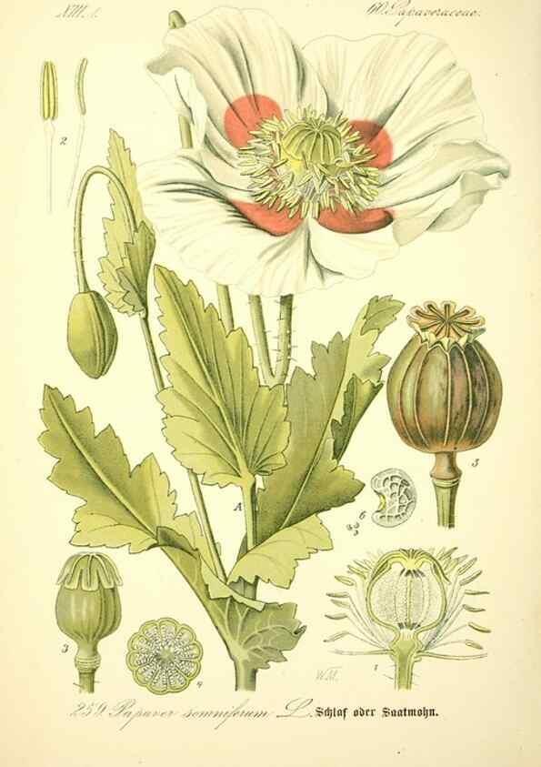 Reproducción/Reproduction 27038729052: Prof. Dr. Thomé's Flora von Deutschland, Österreich und der Schweiz, in Wort und Bild, für Schule und Haus ; mit ... Tafeln ... von Walter Müller.. Gera-Untermhaus :F.E. Köhler,1886-1934.
