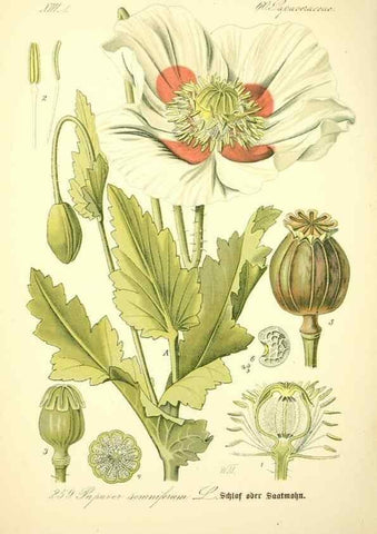 Reproducción/Reproduction 27038729052: Prof. Dr. Thomé's Flora von Deutschland, Österreich und der Schweiz, in Wort und Bild, für Schule und Haus ; mit ... Tafeln ... von Walter Müller.. Gera-Untermhaus :F.E. Köhler,1886-1934.