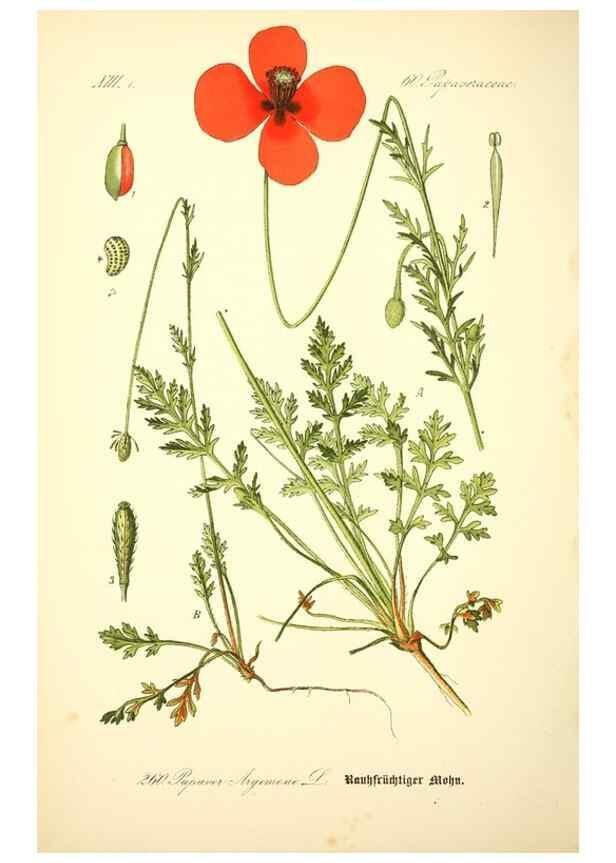 Reproducción/Reproduction 26859204480: Prof. Dr. Thomé's Flora von Deutschland, Österreich und der Schweiz, in Wort und Bild, für Schule und Haus ; mit ... Tafeln ... von Walter Müller.. Gera-Untermhaus :F.E. Köhler,1886-1934.