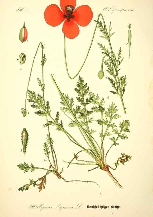 Reproducción/Reproduction 26859204480: Prof. Dr. Thomé's Flora von Deutschland, Österreich und der Schweiz, in Wort und Bild, für Schule und Haus ; mit ... Tafeln ... von Walter Müller.. Gera-Untermhaus :F.E. Köhler,1886-1934.