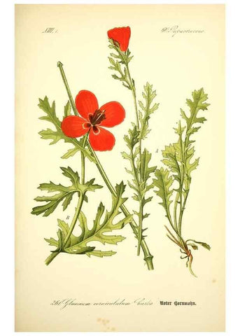 Reproducción/Reproduction 27038735912: Prof. Dr. Thomé's Flora von Deutschland, Österreich und der Schweiz, in Wort und Bild, für Schule und Haus ; mit ... Tafeln ... von Walter Müller.. Gera-Untermhaus :F.E. Köhler,1886-1934.