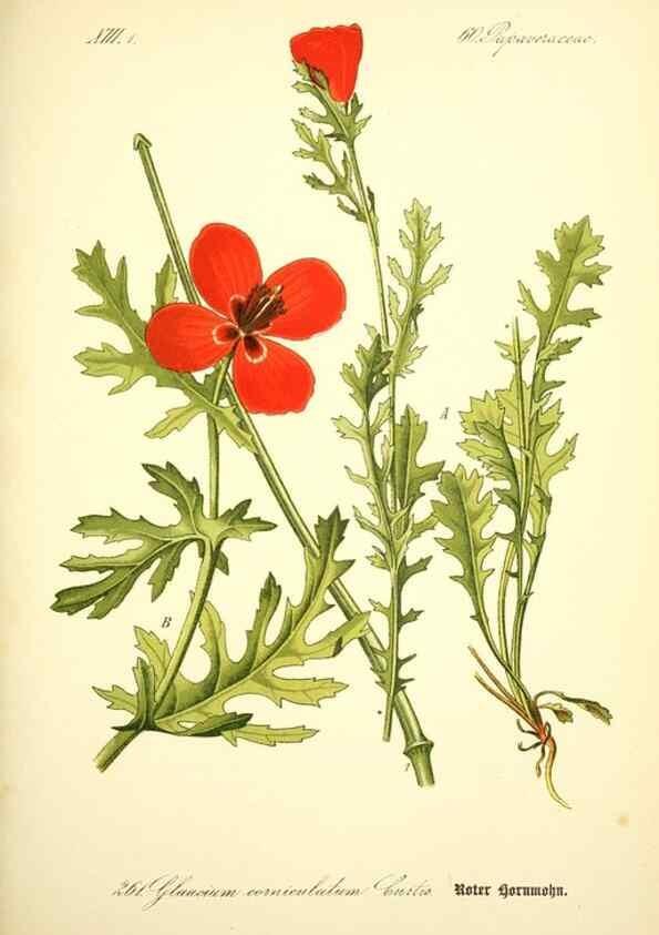 Reproducción/Reproduction 27038735912: Prof. Dr. Thomé's Flora von Deutschland, Österreich und der Schweiz, in Wort und Bild, für Schule und Haus ; mit ... Tafeln ... von Walter Müller.. Gera-Untermhaus :F.E. Köhler,1886-1934.