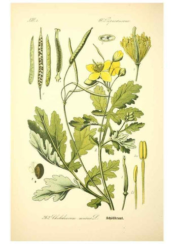 Reproducción/Reproduction 26527779654: Prof. Dr. Thomé's Flora von Deutschland, Österreich und der Schweiz, in Wort und Bild, für Schule und Haus ; mit ... Tafeln ... von Walter Müller.. Gera-Untermhaus :F.E. Köhler,1886-1934.