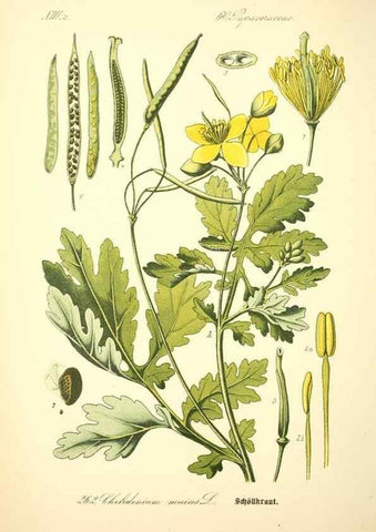 Reproducción/Reproduction 26527779654: Prof. Dr. Thomé's Flora von Deutschland, Österreich und der Schweiz, in Wort und Bild, für Schule und Haus ; mit ... Tafeln ... von Walter Müller.. Gera-Untermhaus :F.E. Köhler,1886-1934.