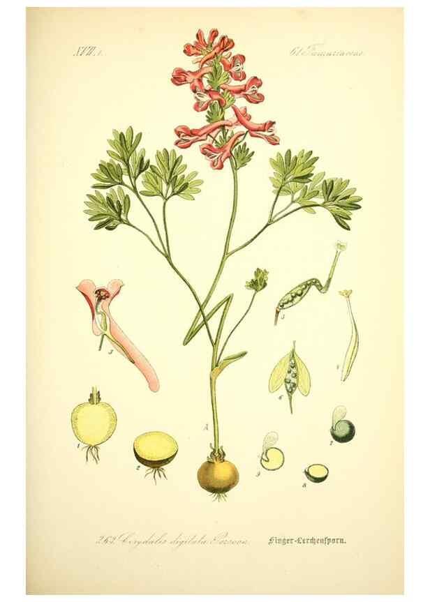 Reproducción/Reproduction 27038741272: Prof. Dr. Thomé's Flora von Deutschland, Österreich und der Schweiz, in Wort und Bild, für Schule und Haus ; mit ... Tafeln ... von Walter Müller.. Gera-Untermhaus :F.E. Köhler,1886-1934.