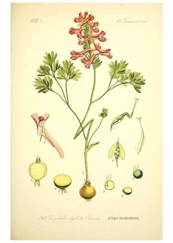 Reproducción/Reproduction 27038741272: Prof. Dr. Thomé's Flora von Deutschland, Österreich und der Schweiz, in Wort und Bild, für Schule und Haus ; mit ... Tafeln ... von Walter Müller.. Gera-Untermhaus :F.E. Köhler,1886-1934.