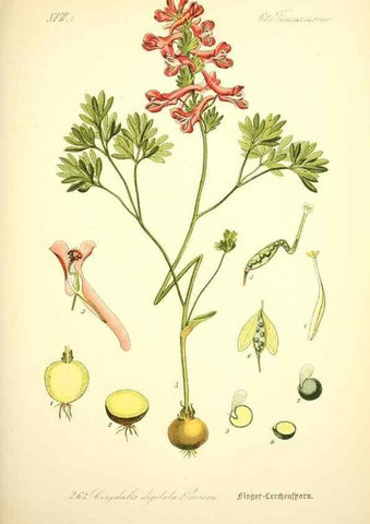 Reproducción/Reproduction 27038741272: Prof. Dr. Thomé's Flora von Deutschland, Österreich und der Schweiz, in Wort und Bild, für Schule und Haus ; mit ... Tafeln ... von Walter Müller.. Gera-Untermhaus :F.E. Köhler,1886-1934.