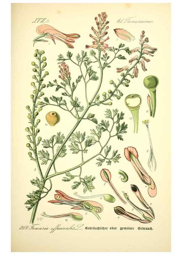 Reproducción/Reproduction 26529450573: Prof. Dr. Thomé's Flora von Deutschland, Österreich und der Schweiz, in Wort und Bild, für Schule und Haus ; mit ... Tafeln ... von Walter Müller.. Gera-Untermhaus :F.E. Köhler,1886-1934.