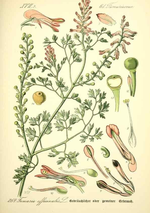 Reproducción/Reproduction 26529450573: Prof. Dr. Thomé's Flora von Deutschland, Österreich und der Schweiz, in Wort und Bild, für Schule und Haus ; mit ... Tafeln ... von Walter Müller.. Gera-Untermhaus :F.E. Köhler,1886-1934.
