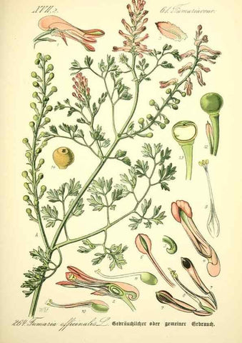 Reproducción/Reproduction 26529450573: Prof. Dr. Thomé's Flora von Deutschland, Österreich und der Schweiz, in Wort und Bild, für Schule und Haus ; mit ... Tafeln ... von Walter Müller.. Gera-Untermhaus :F.E. Köhler,1886-1934.
