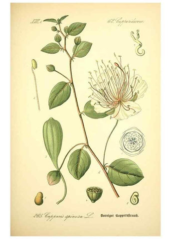 Reproducción/Reproduction 26859226500: Prof. Dr. Thomé's Flora von Deutschland, Österreich und der Schweiz, in Wort und Bild, für Schule und Haus ; mit ... Tafeln ... von Walter Müller.. Gera-Untermhaus :F.E. Köhler,1886-1934.
