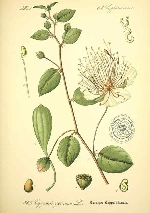 Reproducción/Reproduction 26859226500: Prof. Dr. Thomé's Flora von Deutschland, Österreich und der Schweiz, in Wort und Bild, für Schule und Haus ; mit ... Tafeln ... von Walter Müller.. Gera-Untermhaus :F.E. Köhler,1886-1934.