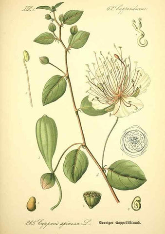 Reproducción/Reproduction 26859226500: Prof. Dr. Thomé's Flora von Deutschland, Österreich und der Schweiz, in Wort und Bild, für Schule und Haus ; mit ... Tafeln ... von Walter Müller.. Gera-Untermhaus :F.E. Köhler,1886-1934.