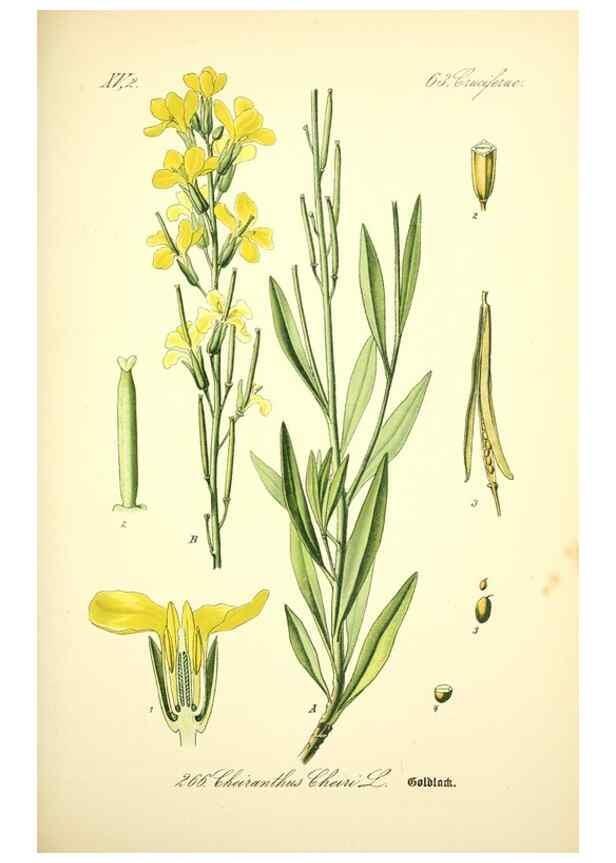 Reproducción/Reproduction 27100172256: Prof. Dr. Thomé's Flora von Deutschland, Österreich und der Schweiz, in Wort und Bild, für Schule und Haus ; mit ... Tafeln ... von Walter Müller.. Gera-Untermhaus :F.E. Köhler,1886-1934.