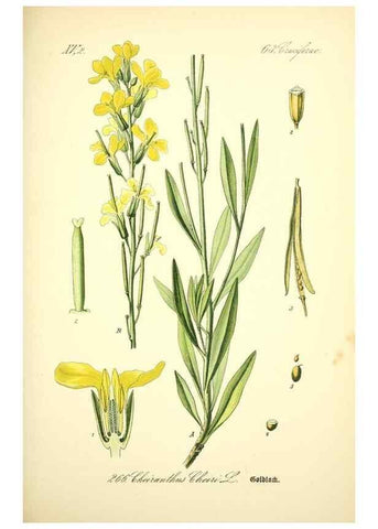 Reproducción/Reproduction 27100172256: Prof. Dr. Thomé's Flora von Deutschland, Österreich und der Schweiz, in Wort und Bild, für Schule und Haus ; mit ... Tafeln ... von Walter Müller.. Gera-Untermhaus :F.E. Köhler,1886-1934.