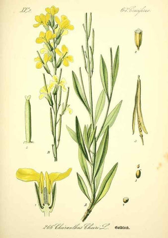 Reproducción/Reproduction 27100172256: Prof. Dr. Thomé's Flora von Deutschland, Österreich und der Schweiz, in Wort und Bild, für Schule und Haus ; mit ... Tafeln ... von Walter Müller.. Gera-Untermhaus :F.E. Köhler,1886-1934.