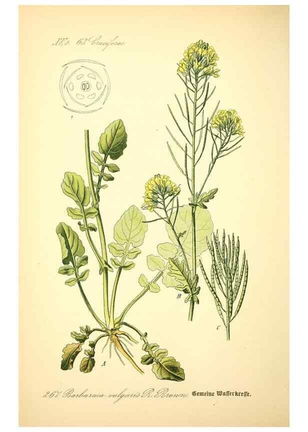 Reproducción/Reproduction 27133759775: Prof. Dr. Thomé's Flora von Deutschland, Österreich und der Schweiz, in Wort und Bild, für Schule und Haus ; mit ... Tafeln ... von Walter Müller.. Gera-Untermhaus :F.E. Köhler,1886-1934.