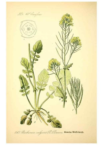 Reproducción/Reproduction 27133759775: Prof. Dr. Thomé's Flora von Deutschland, Österreich und der Schweiz, in Wort und Bild, für Schule und Haus ; mit ... Tafeln ... von Walter Müller.. Gera-Untermhaus :F.E. Köhler,1886-1934.