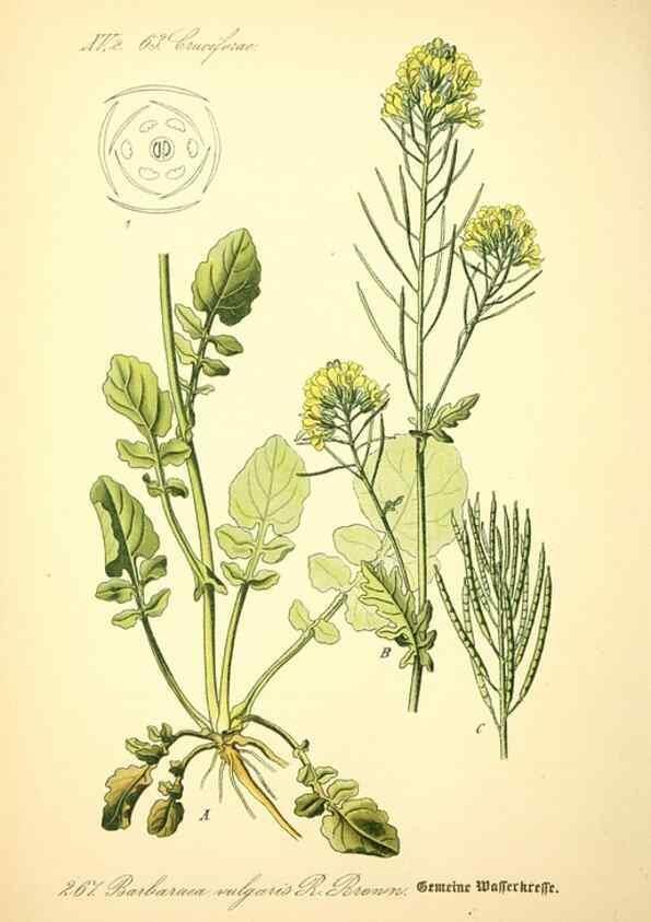 Reproducción/Reproduction 27133759775: Prof. Dr. Thomé's Flora von Deutschland, Österreich und der Schweiz, in Wort und Bild, für Schule und Haus ; mit ... Tafeln ... von Walter Müller.. Gera-Untermhaus :F.E. Köhler,1886-1934.