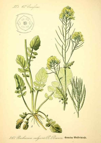 Reproducción/Reproduction 27133759775: Prof. Dr. Thomé's Flora von Deutschland, Österreich und der Schweiz, in Wort und Bild, für Schule und Haus ; mit ... Tafeln ... von Walter Müller.. Gera-Untermhaus :F.E. Köhler,1886-1934.