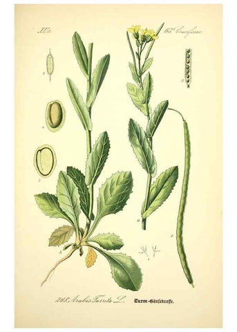 Reproducción/Reproduction 26527805594: Prof. Dr. Thomé's Flora von Deutschland, Österreich und der Schweiz, in Wort und Bild, für Schule und Haus ; mit ... Tafeln ... von Walter Müller.. Gera-Untermhaus :F.E. Köhler,1886-1934.