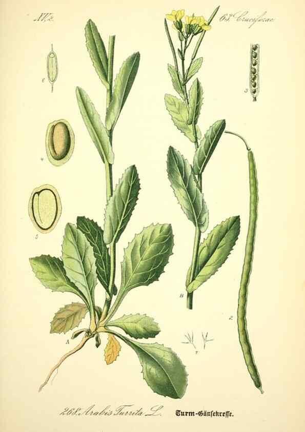 Reproducción/Reproduction 26527805594: Prof. Dr. Thomé's Flora von Deutschland, Österreich und der Schweiz, in Wort und Bild, für Schule und Haus ; mit ... Tafeln ... von Walter Müller.. Gera-Untermhaus :F.E. Köhler,1886-1934.