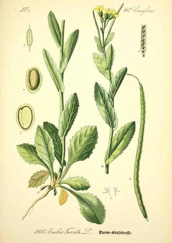 Reproducción/Reproduction 26527805594: Prof. Dr. Thomé's Flora von Deutschland, Österreich und der Schweiz, in Wort und Bild, für Schule und Haus ; mit ... Tafeln ... von Walter Müller.. Gera-Untermhaus :F.E. Köhler,1886-1934.